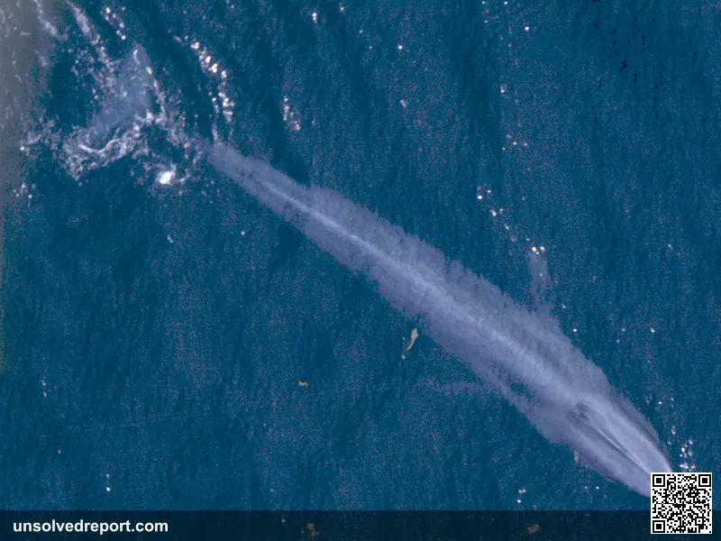 A blue whale glides just beneath the surface of the open ocean — evoking the solitary "52-hertz whale" that sings at a pitch no other whale answers.