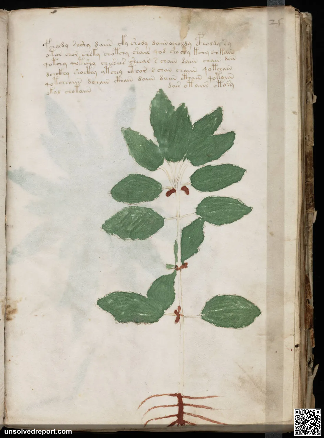 A botanical page from the Voynich Manuscript, showing a plant that matches no known species alongside the manuscript's undeciphered script.